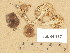  (Dermoloma cuneifolium - H6034917)  @11 [ ] Copyright (2013) Diana Weckman Botanical Museum, Finnish Museum of Natural History, University of Helsinki