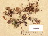  (Dermoloma pseudocuneifolium - H6034918)  @11 [ ] Copyright (2013) Diana Weckman Botanical Museum, Finnish Museum of Natural History, University of Helsinki