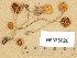  (Pholiotina teneroides - H6035026)  @11 [ ] Copyright (2013) Diana Weckman Botanical Museum, Finnish Museum of Natural History, University of Helsinki