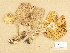  (Tricholoma arvernense - H6035117)  @11 [ ] Copyright (2013) Diana Weckman Botanical Museum, Finnish Museum of Natural History, University of Helsinki