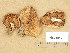  (Hebeloma cf. theobrominum - H6035474)  @11 [ ] Copyright (2013) Diana Weckman Botanical Museum, Finnish Museum of Natural History, University of Helsinki