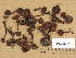  (Naucoria cf. scolecina - H6036871)  @11 [ ] Copyright (2013) Diana Weckman Botanical Museum, Finnish Museum of Natural History, University of Helsinki