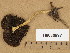  (Psathyrella odorata - H6036897)  @11 [ ] Copyright (2013) Diana Weckman Botanical Museum, Finnish Museum of Natural History, University of Helsinki