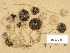  (Psathyrella potteri - H6036900)  @11 [ ] Copyright (2013) Diana Weckman Botanical Museum, Finnish Museum of Natural History, University of Helsinki