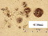  (Psathyrella umbrina - H6036902)  @11 [ ] Copyright (2013) Diana Weckman Botanical Museum, Finnish Museum of Natural History, University of Helsinki