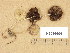 (Psathyrella spadiceogrisea - H6036904)  @11 [ ] Copyright (2013) Diana Weckman Botanical Museum, Finnish Museum of Natural History, University of Helsinki