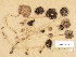  (Psathyrella atrolaminata - H6036908)  @11 [ ] Copyright (2013) Diana Weckman Botanical Museum, Finnish Museum of Natural History, University of Helsinki