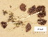  (Psathyrella rostellata - H6036909)  @11 [ ] Copyright (2013) Diana Weckman Botanical Museum, Finnish Museum of Natural History, University of Helsinki