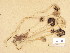  (Psathyrella microrhiza - H6038496)  @11 [ ] Copyright (2013) Diana Weckman Botanical Museum, Finnish Museum of Natural History, University of Helsinki