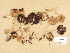  (Psathyrella marcescibilis - H6038497)  @11 [ ] Copyright (2013) Diana Weckman Botanical Museum, Finnish Museum of Natural History, University of Helsinki