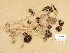  (Psathyrella cf. microrrhiza - H6038506)  @11 [ ] Copyright (2013) Diana Weckman Botanical Museum, Finnish Museum of Natural History, University of Helsinki