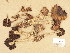 (Psathyrella caput-medusae - H6038510)  @11 [ ] Copyright (2013) Diana Weckman Botanical Museum, Finnish Museum of Natural History, University of Helsinki