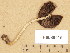  (Psathyrella cortinarioides - H6038515)  @11 [ ] Copyright (2013) Diana Weckman Botanical Museum, Finnish Museum of Natural History, University of Helsinki