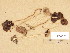  (Psathyrella cf. obtusata - H6038517)  @11 [ ] Copyright (2013) Diana Weckman Botanical Museum, Finnish Museum of Natural History, University of Helsinki
