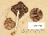  (Psathyrella cf. fibrillosa - H6038520)  @11 [ ] Copyright (2013) Diana Weckman Botanical Museum, Finnish Museum of Natural History, University of Helsinki