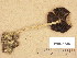  (Psathyrella cf. spadiceogrisea - H6038536)  @11 [ ] Copyright (2013) Diana Weckman Botanical Museum, Finnish Museum of Natural History, University of Helsinki
