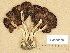  (Psathyrella pseudocorrugis - H6038538)  @11 [ ] Copyright (2013) Diana Weckman Botanical Museum, Finnish Museum of Natural History, University of Helsinki