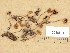  (Psathyrella fibrilloides - H6038541)  @11 [ ] Copyright (2013) Diana Weckman Botanical Museum, Finnish Museum of Natural History, University of Helsinki