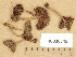 (Psathyrella hirtosquamulosa - H6038545)  @11 [ ] Copyright (2013) Diana Weckman Botanical Museum, Finnish Museum of Natural History, University of Helsinki