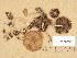  (Psathyrella stigmatospora - H6038550)  @11 [ ] Copyright (2013) Diana Weckman Botanical Museum, Finnish Museum of Natural History, University of Helsinki