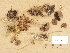  (Psathyrella jacobssonii - H6038552)  @11 [ ] Copyright (2013) Diana Weckman Botanical Museum, Finnish Museum of Natural History, University of Helsinki