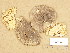  (Tricholoma gausapatum - H6039157)  @11 [ ] Copyright (2013) Diana Weckman Botanical Museum, Finnish Museum of Natural History, University of Helsinki