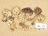  (Tricholoma cf. myomyces - H6039168)  @11 [ ] Copyright (2013) Diana Weckman Botanical Museum, Finnish Museum of Natural History, University of Helsinki
