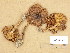  (Tricholoma trondosae - H6039180)  @11 [ ] Copyright (2013) Diana Weckman Botanical Museum, Finnish Museum of Natural History, University of Helsinki