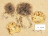  (Tricholoma saponaceum var. ardosiacum - H6039209)  @11 [ ] Copyright (2013) Diana Weckman Botanical Museum, Finnish Museum of Natural History, University of Helsinki