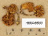  (Pholiota tuberculosa - H6045580)  @11 [ ] Copyright (2014) Diana Weckman Botanical Museum, Finnish Museum of Natural History, University of Helsinki