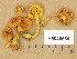  (Pholiota flammans - H6045584)  @11 [ ] Copyright (2014) Diana Weckman Botanical Museum, Finnish Museum of Natural History, University of Helsinki