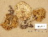  (Pholiota lenta - H6045616)  @11 [ ] Copyright (2014) Diana Weckman Botanical Museum, Finnish Museum of Natural History, University of Helsinki
