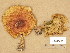  (Pholiota lubrica - H6045618)  @11 [ ] Copyright (2014) Diana Weckman Botanical Museum, Finnish Museum of Natural History, University of Helsinki