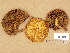  (Pholiota limonella - H6045619)  @11 [ ] Copyright (2014) Diana Weckman Botanical Museum, Finnish Museum of Natural History, University of Helsinki