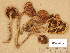  (Flammula pinicola - H6045621)  @11 [ ] Copyright (2014) Diana Weckman Botanical Museum, Finnish Museum of Natural History, University of Helsinki