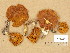  (Gymnopilus sapineus - H6045630)  @11 [ ] Copyright (2014) Diana Weckman Botanical Museum, Finnish Museum of Natural History, University of Helsinki
