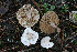  (Ripartites sp - H6047365)  @11 [ ] CreativeCommons - Attribution Share-Alike (2023) Unspecified Lapland Mushroom Society