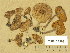  (Inocybe margaritispora - TUR104358)  @11 [ ] Copyright (2014) Diana Weckman Botanical Museum, Finnish Museum of Natural History, University of Helsinki