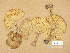  (Melanoleuca grammopodia - TUR122137)  @11 [ ] Copyright (2014) Diana Weckman Botanical Museum, Finnish Museum of Natural History, University of Helsinki