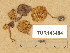  (Inocybe decemgibbosa - TUR143484)  @11 [ ] Copyright (2014) Diana Weckman Botanical Museum, Finnish Museum of Natural History, University of Helsinki