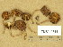  (Inocybe lindrothii - TUR144794)  @11 [ ] Copyright (2014) Diana Weckman Botanical Museum, Finnish Museum of Natural History, University of Helsinki