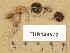  (Psilocybe micropora - TUR149572)  @11 [ ] Copyright (2014) Diana Weckman Botanical Museum, Finnish Museum of Natural History, University of Helsinki