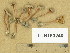  (Inocybe petiginosa - TUR163240)  @11 [ ] Copyright (2014) Diana Weckman Botanical Museum, Finnish Museum of Natural History, University of Helsinki