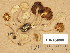  (Inocybe paludinella - TUR164009)  @11 [ ] Copyright (2014) Diana Weckman Botanical Museum, Finnish Museum of Natural History, University of Helsinki