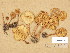  (Collybia aquosa - TUR169652)  @11 [ ] Copyright (2014) Diana Weckman Botanical Museum, Finnish Museum of Natural History, University of Helsinki