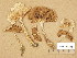  (Hebeloma fragilipes - TUR170251)  @11 [ ] Copyright (2014) Diana Weckman Botanical Museum, Finnish Museum of Natural History, University of Helsinki