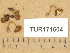  (Inocybe muricellata - TUR171604)  @11 [ ] Copyright (2014) Diana Weckman Botanical Museum, Finnish Museum of Natural History, University of Helsinki
