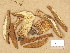  (Boletus luridus - TUR177681)  @11 [ ] Copyright (2014) Diana Weckman Botanical Museum, Finnish Museum of Natural History, University of Helsinki
