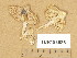  (Inocybe obsoleta - TUR183586)  @11 [ ] Copyright (2014) Diana Weckman Botanical Museum, Finnish Museum of Natural History, University of Helsinki