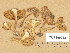  (Inocybe oblectabilis - TUR190032)  @11 [ ] Copyright (2014) Diana Weckman Botanical Museum, Finnish Museum of Natural History, University of Helsinki